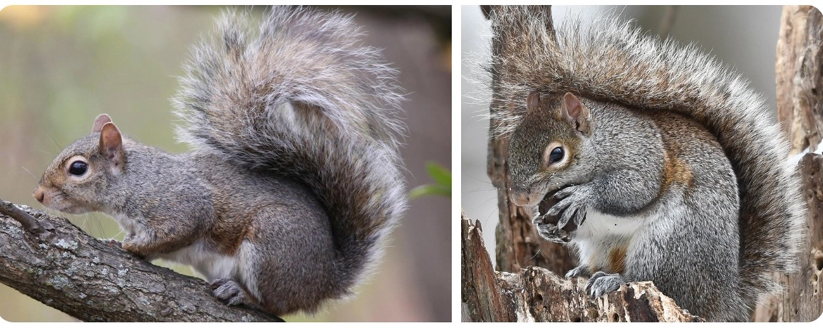 Squirrel